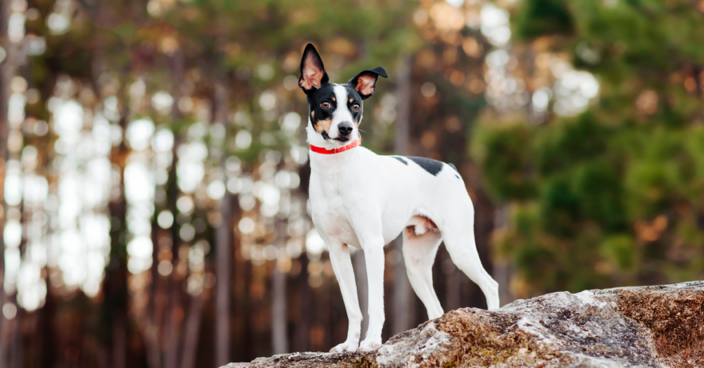 Rat Terrier
