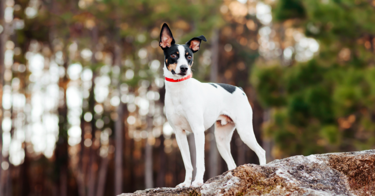 Rat Terrier: The Lively, Loyal, and Intelligent All-American Breed