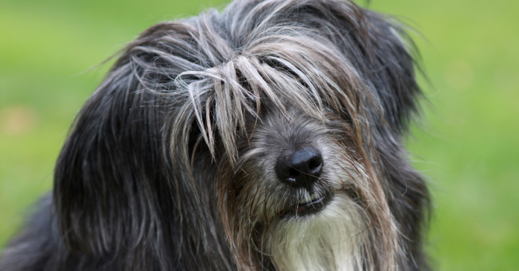 Pyrenean Shepherd