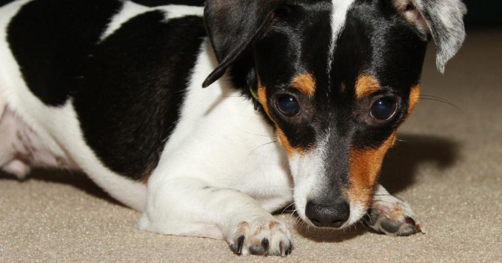 Rat Terrier Puppy