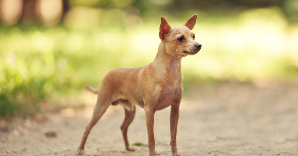 Rat Terrier