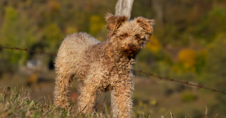 Pumi: The Spirited, Smart, and Curly-Coated Hungarian Herding Dog