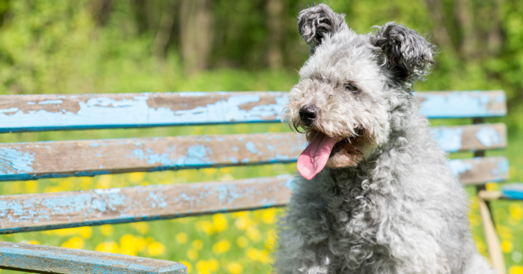 Pumi