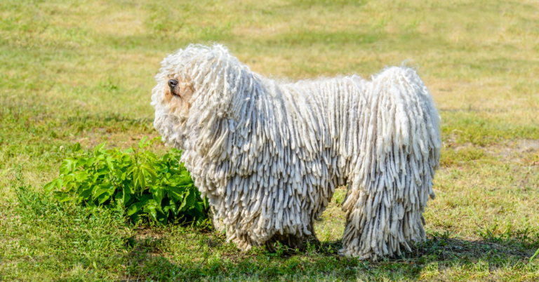 Puli: The Lively, Loyal Hungarian Herding Dog with Iconic Corded Coats