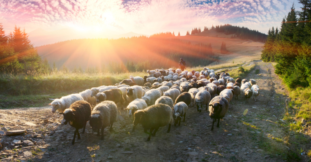 Herd of Sheep