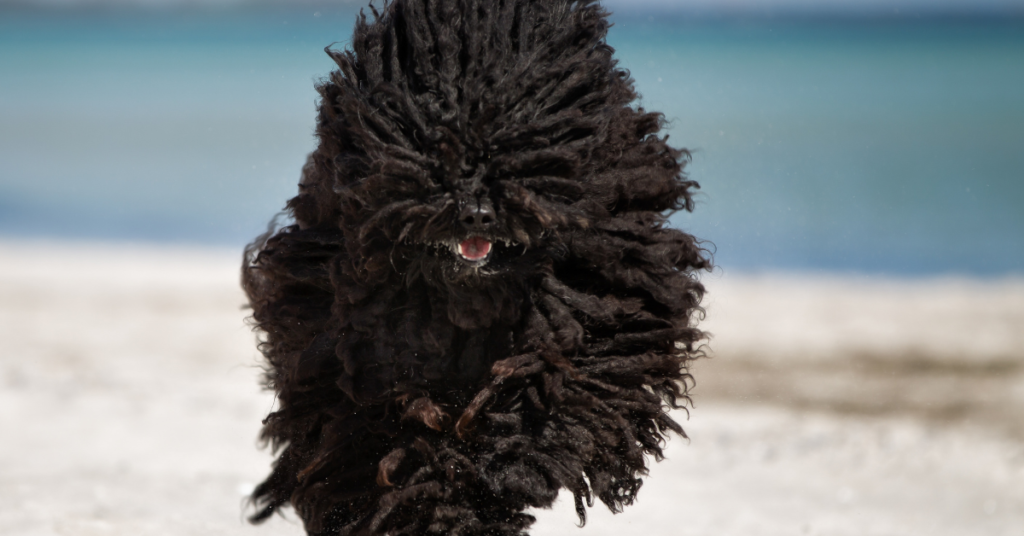 Puli