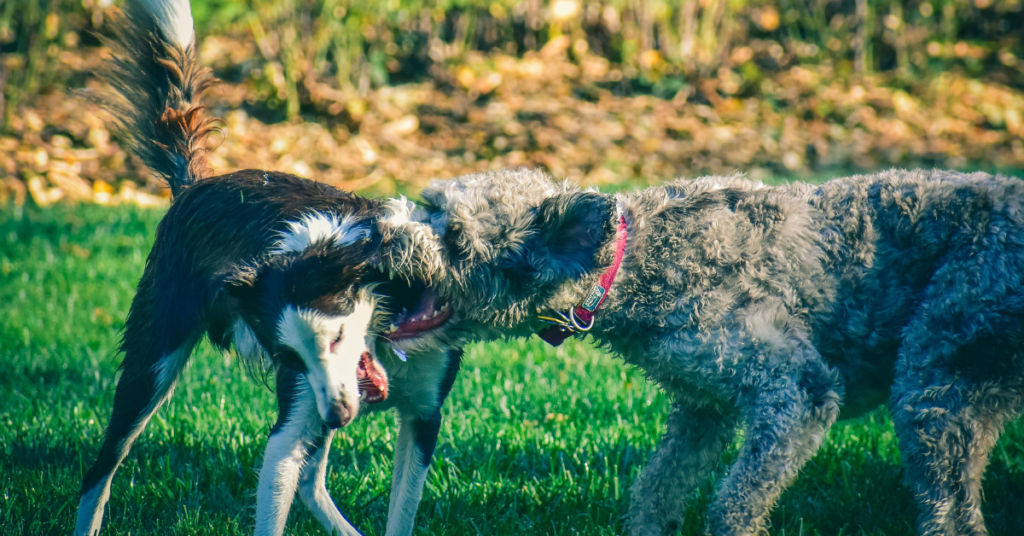 Pumi and border collie playing