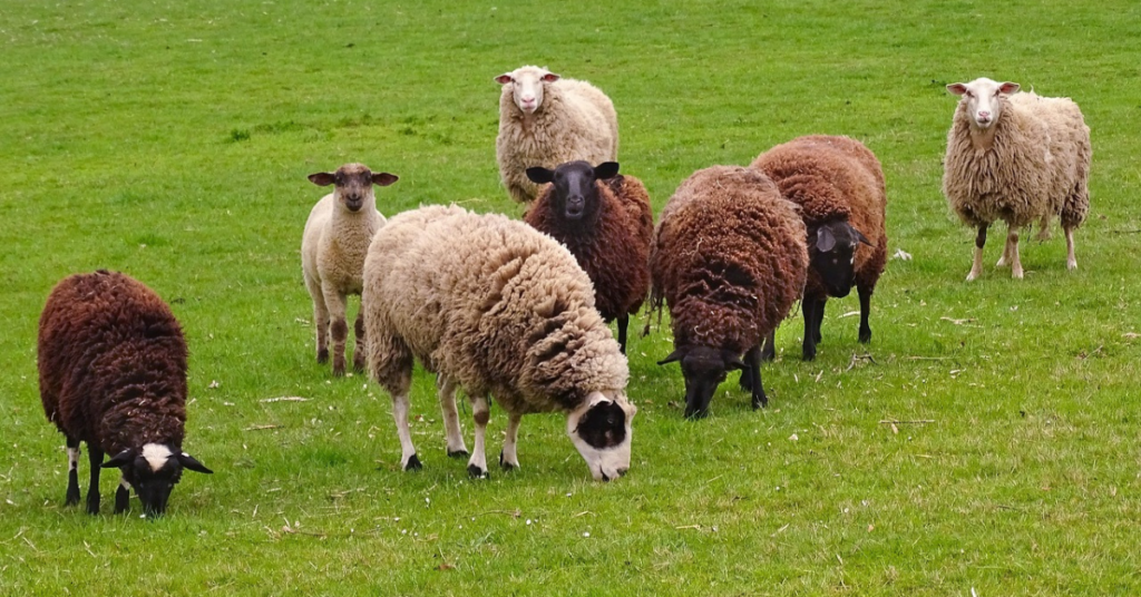 Sheep herd