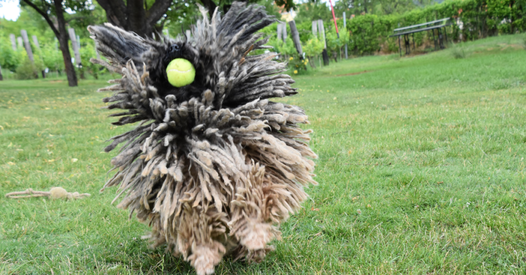 Puli