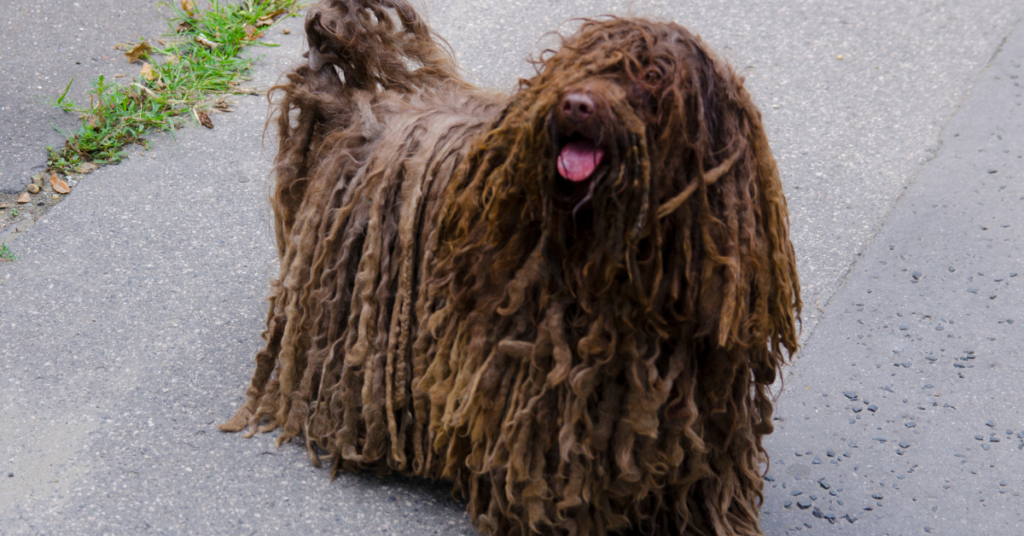 Puli