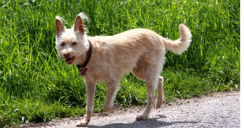 Portuguese Podengo Medio