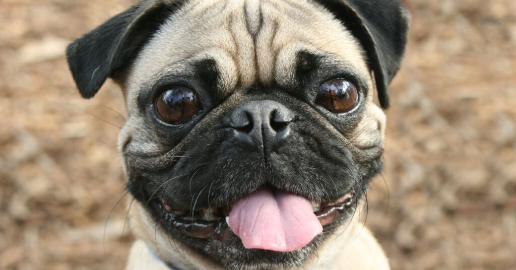 Pug