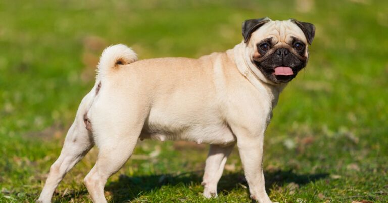Pug: The Lovable, Playful, and Comedic Toy Breed Everyone Adores