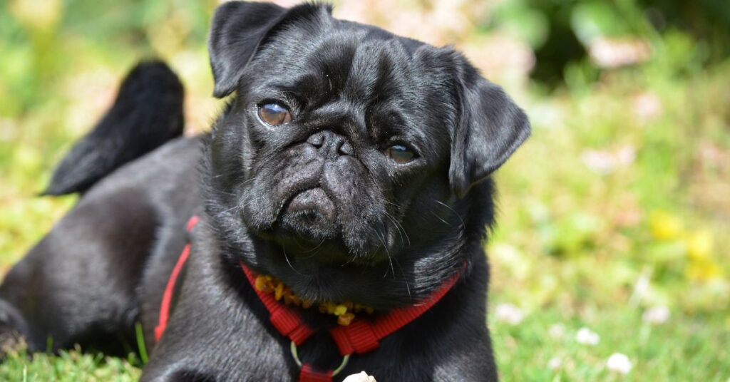 Pug
