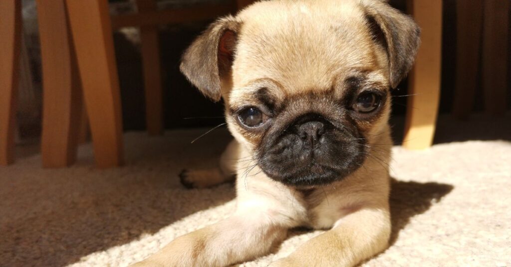 Pug Puppy