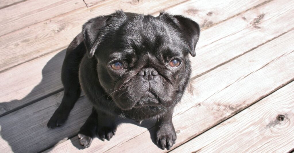 Pug