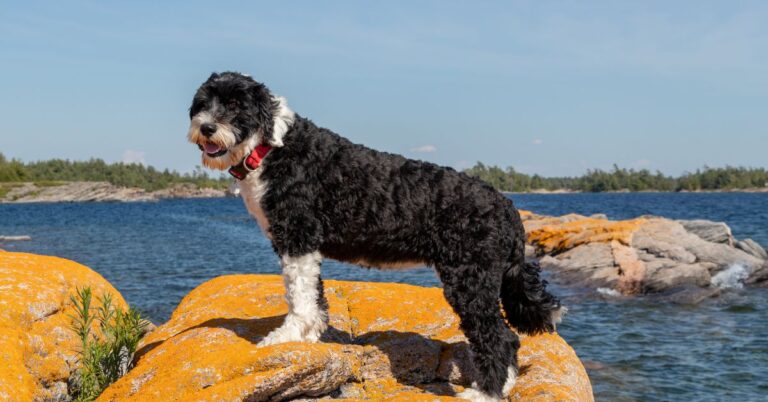 Portuguese Water Dog: The Energetic and Loving Water-Loving Companion
