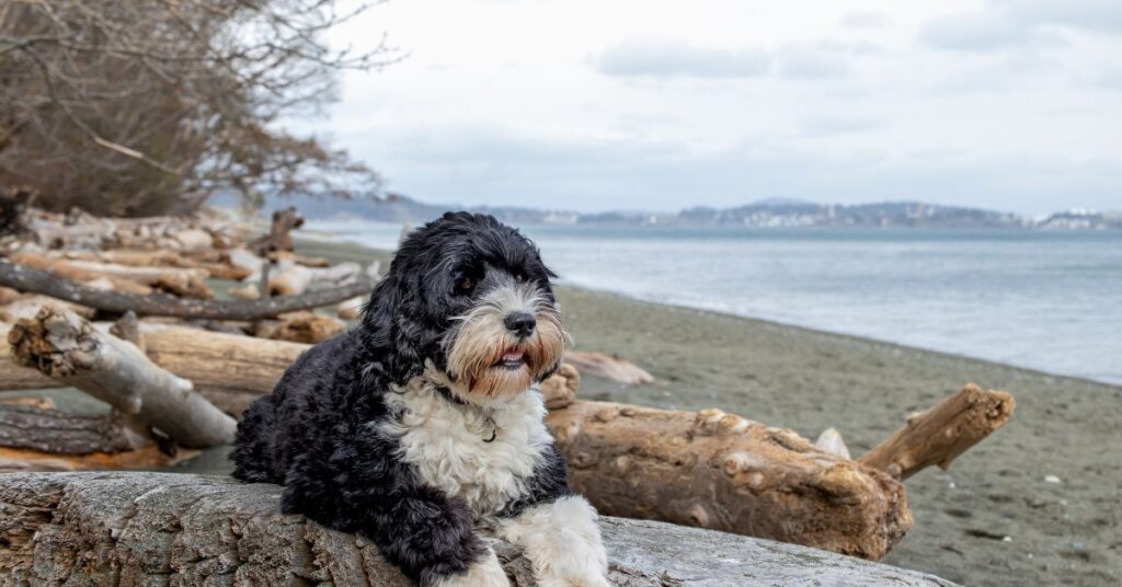 Portuguese Water Dog