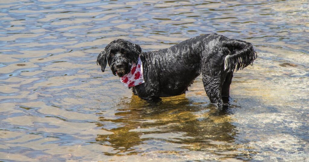 Portuguese Water Dog