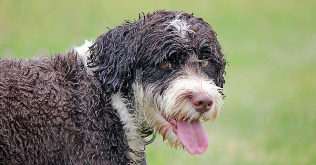 Portuguese Water Dog