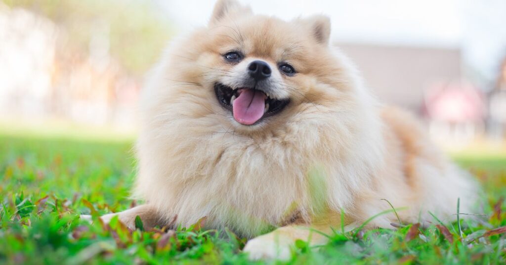 Pomeranian