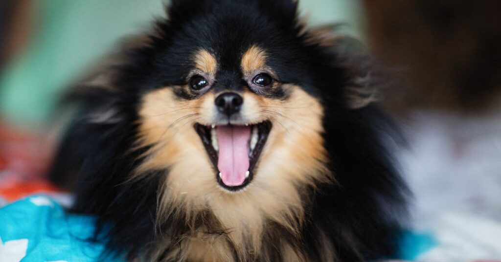 Pomeranian