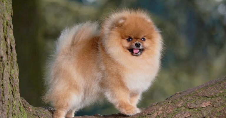 Pomeranian: The Adorable Toy Breed with a Spirited Personality and Fluffy Coat