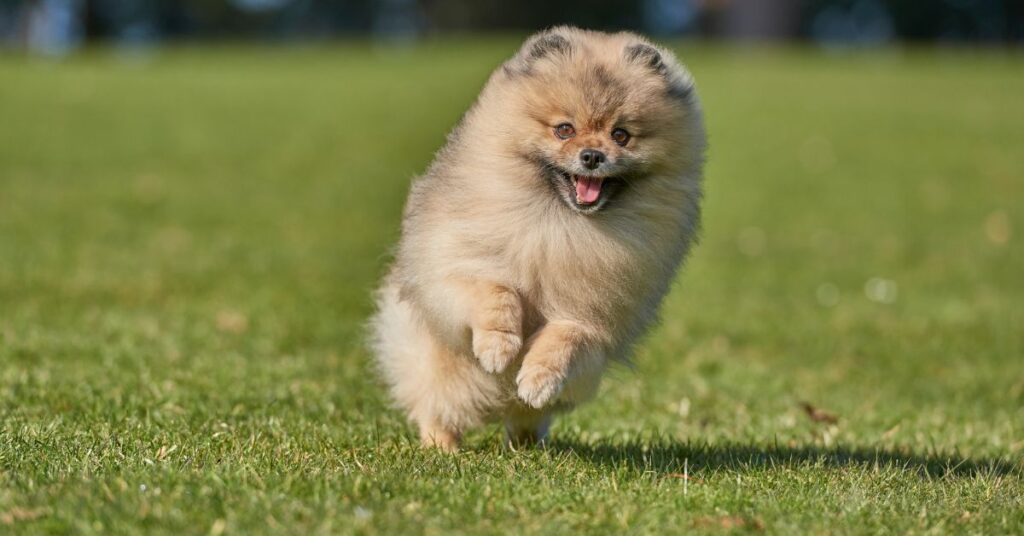 Pomeranian