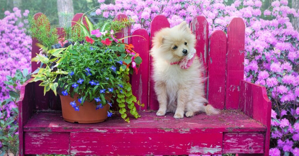 Pomeranian