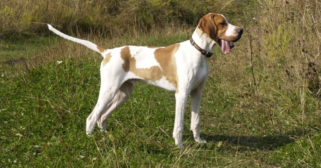 Pointer