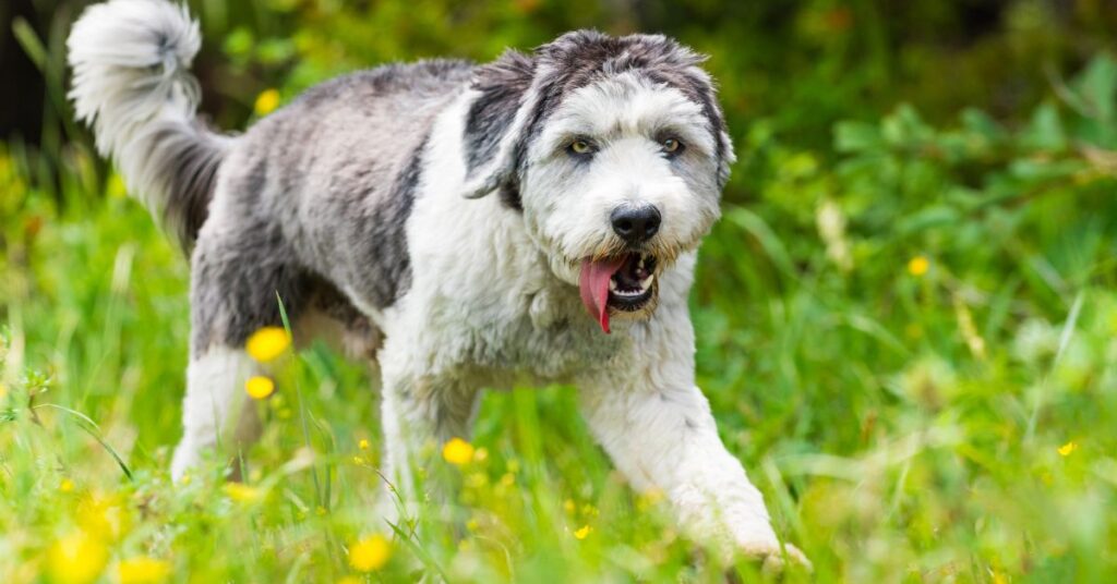 Polish Lowland Sheepdog