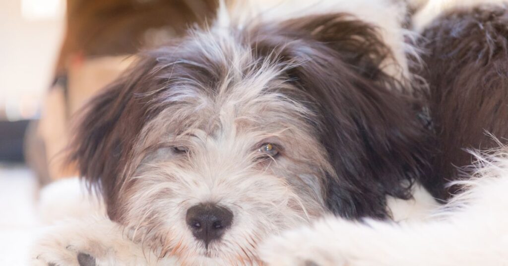 Polish Lowland Sheepdog Puppy