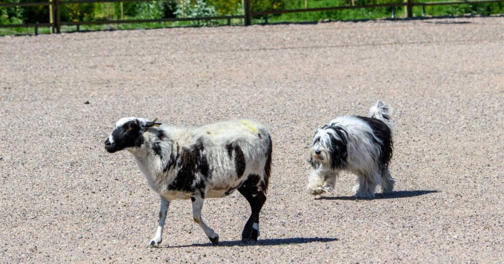 Polish Lowland Sheepdog following a sheep