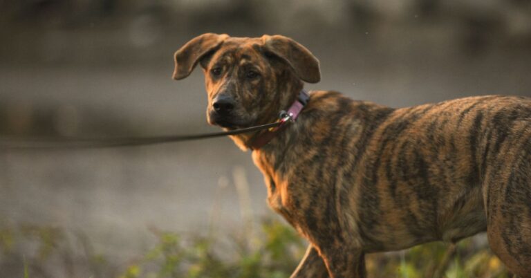 Plott Hound: The Brave, Loyal Tracker with a Heart for Family