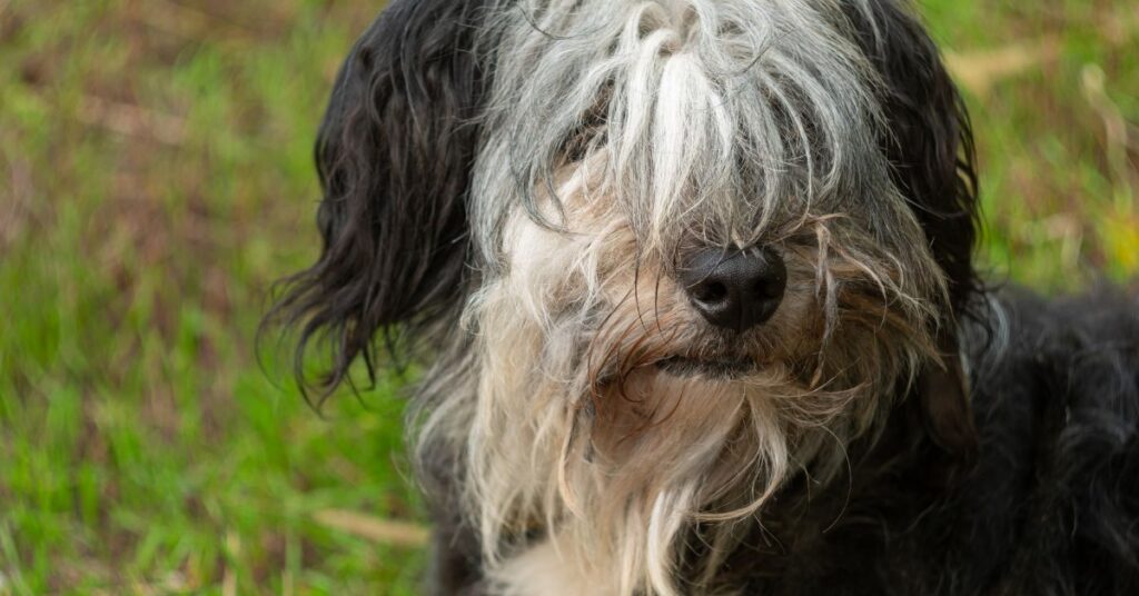 Polish Lowland Sheepdog