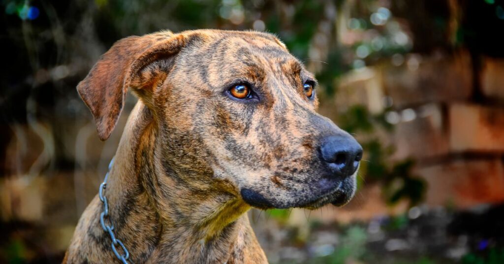 Plott Hound