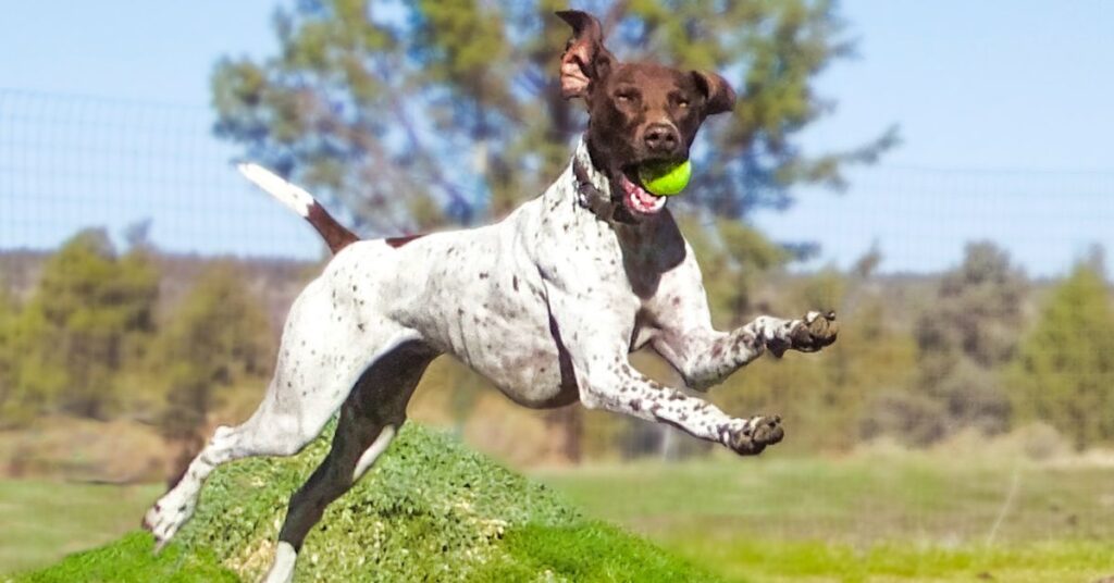 Pointer