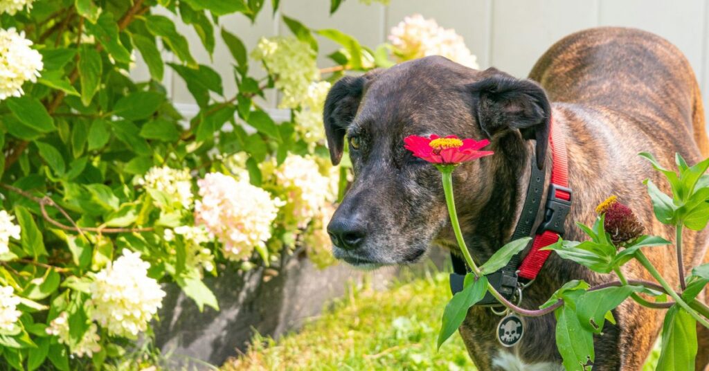 Plott Hound