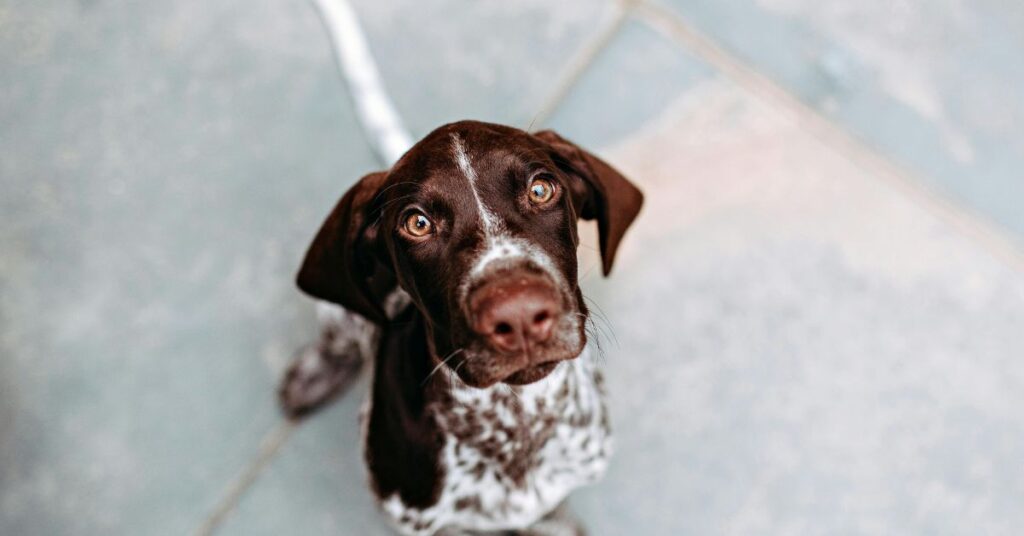 Pointer