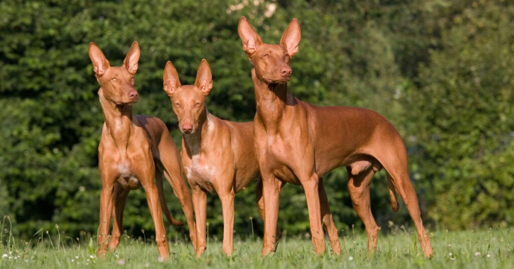 3 Pharoah Hounds