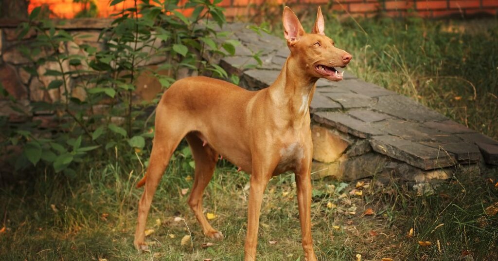 Pharoah Hound