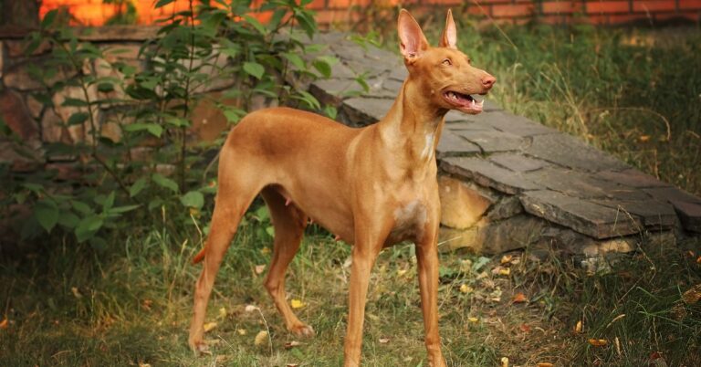 Pharaoh Hound: The Elegant, Athletic Dog with an Ancient Egyptian Legacy