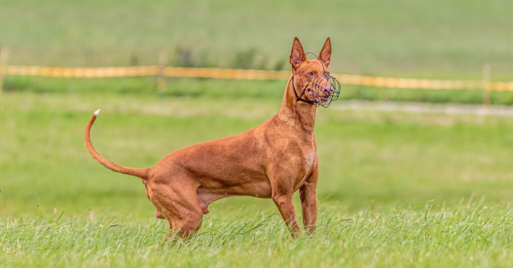 Pharoah Hound