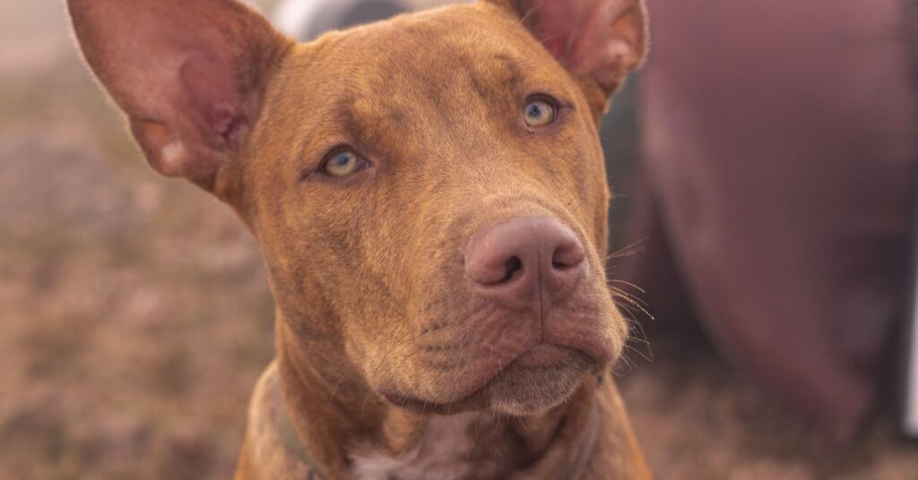 Pharoah Hound