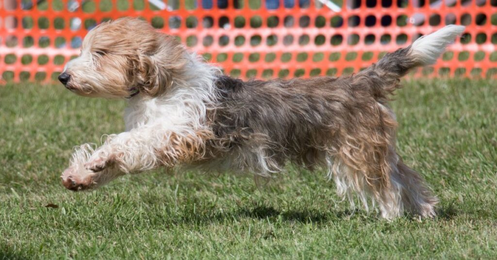 Petit Basset Griffon Vendéen