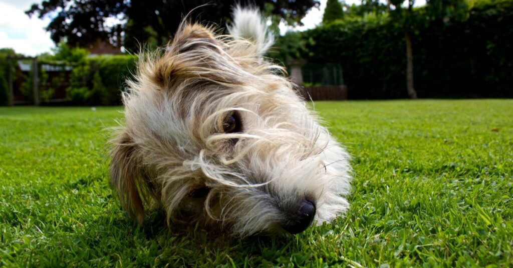 Petit Basset Griffon Vendéen