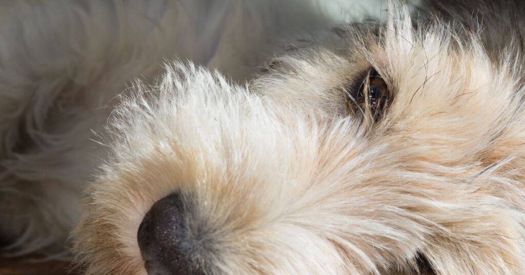 Petit Basset Griffon Vendéen