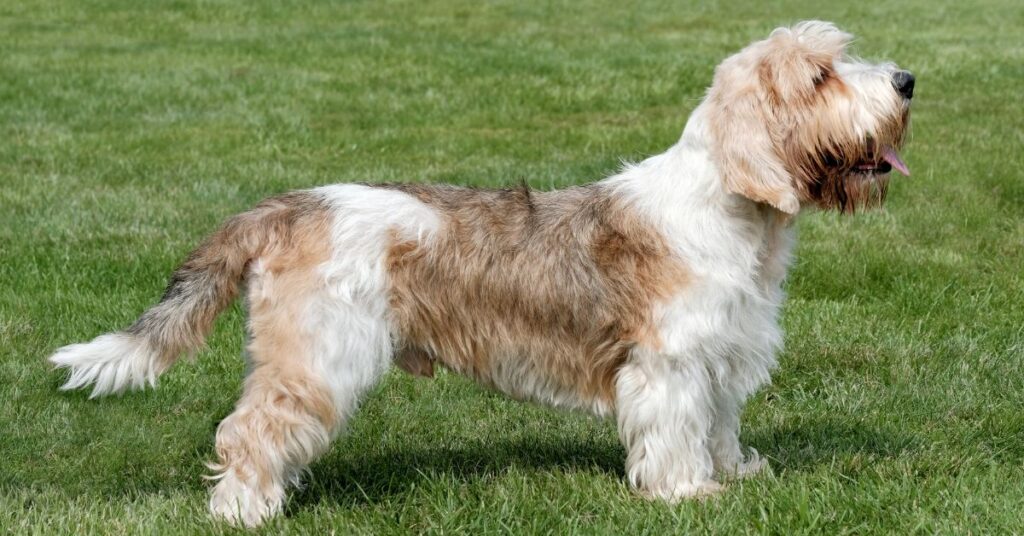 Petit Basset Griffon Vendéen