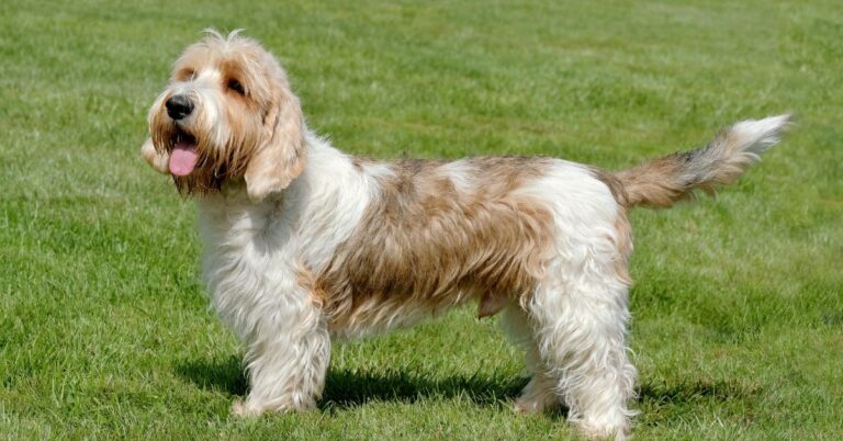 Petit Basset Griffon Vendéen: The Happy, Hardy Hound with a Big Personality