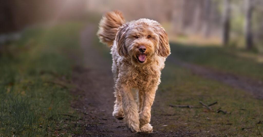 Otterhound